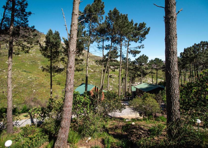 Western Cape Ruiterbos 