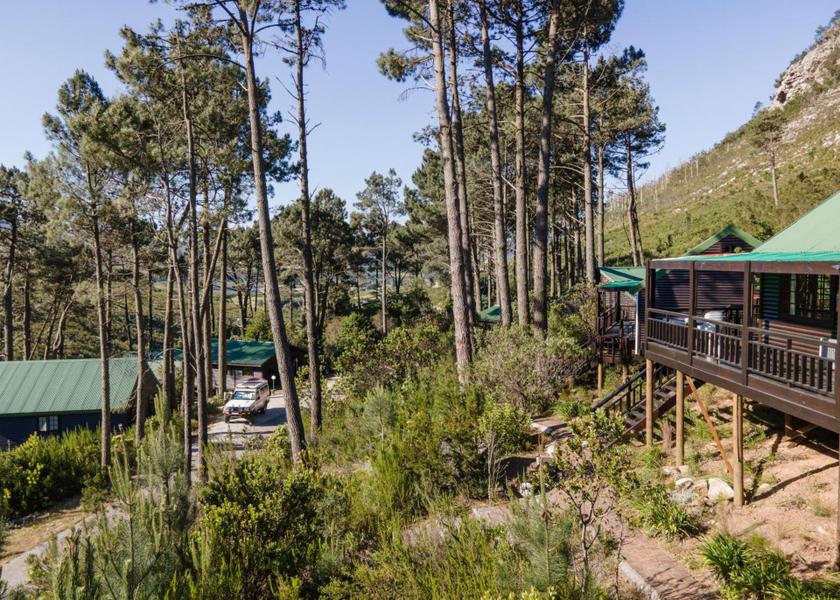 Western Cape Ruiterbos 