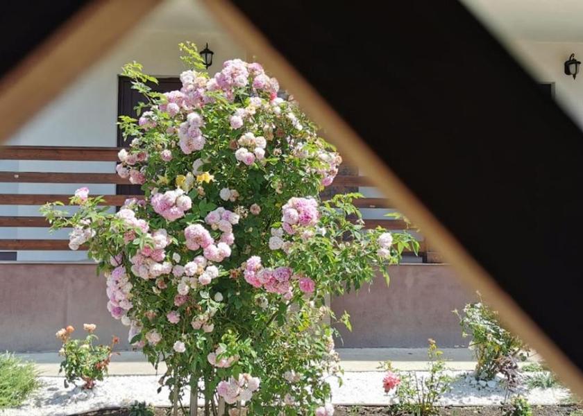 Suceava County Gura Humorului View