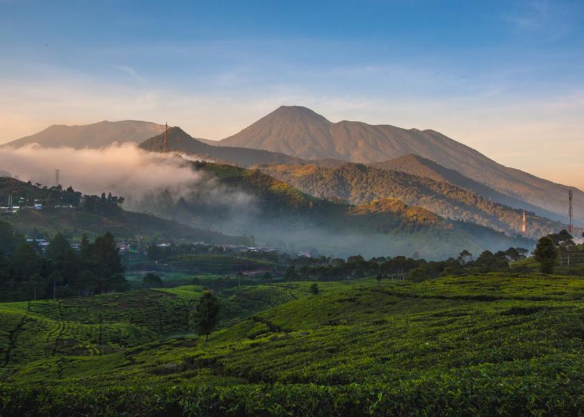 West Java Citaringgul 