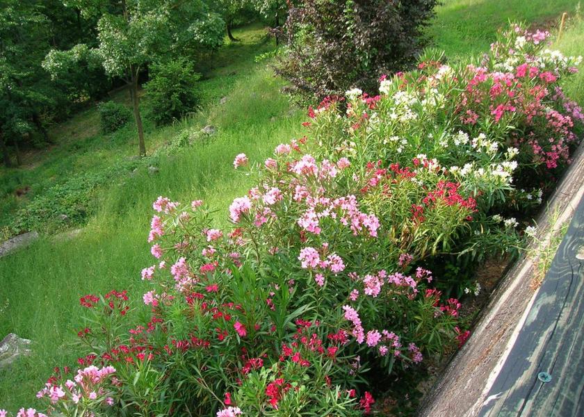 Veneto Arcugnano View