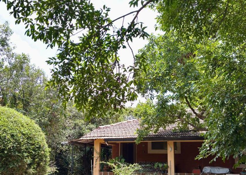 Maharashtra Amboli 