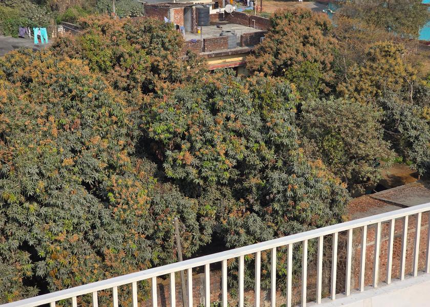 Bihar Bodh Gaya Balcony/terrace
