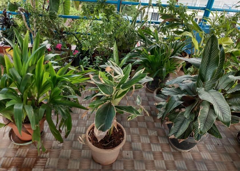Andaman and Nicobar Port Blair Garden