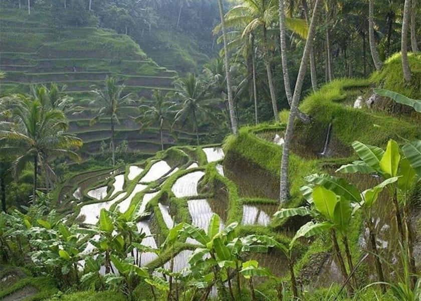 Bali Payangan Garden