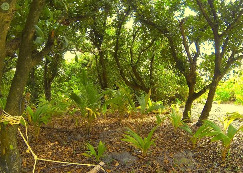 MV Maldives Property Grounds