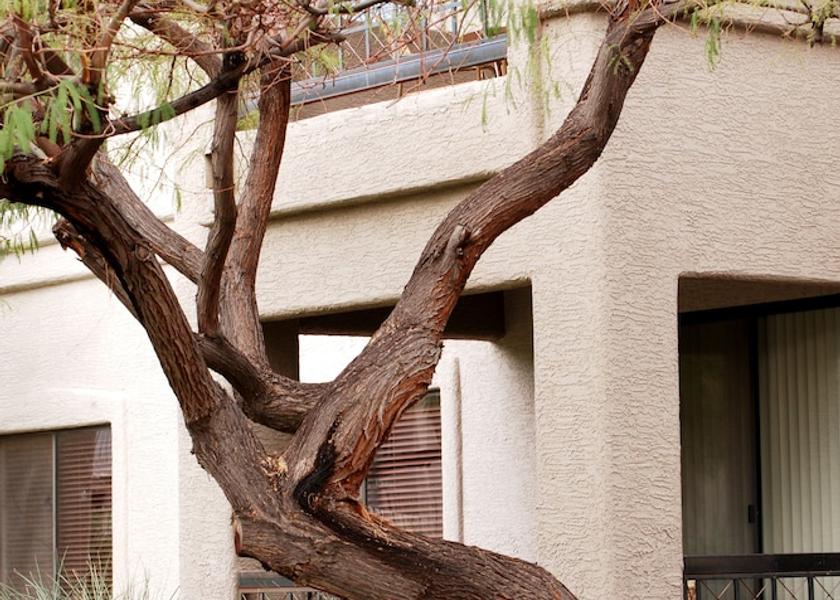 Arizona Phoenix View from Property