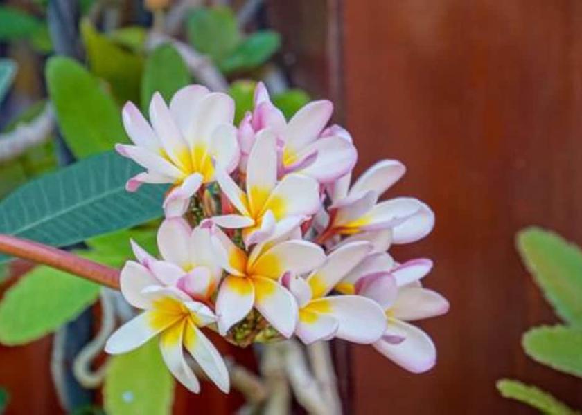 Guanacaste Cabo Velas Exterior Detail