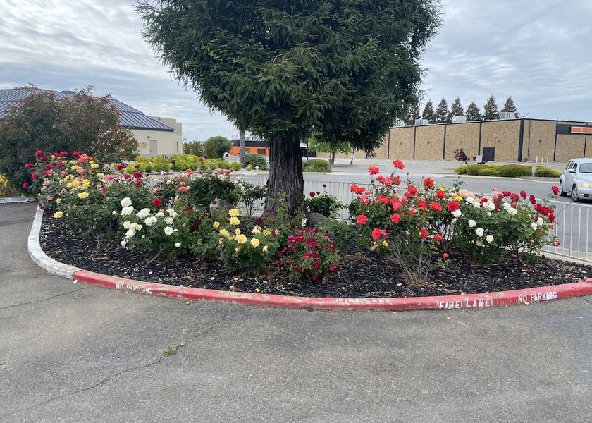 California Sacramento Garden