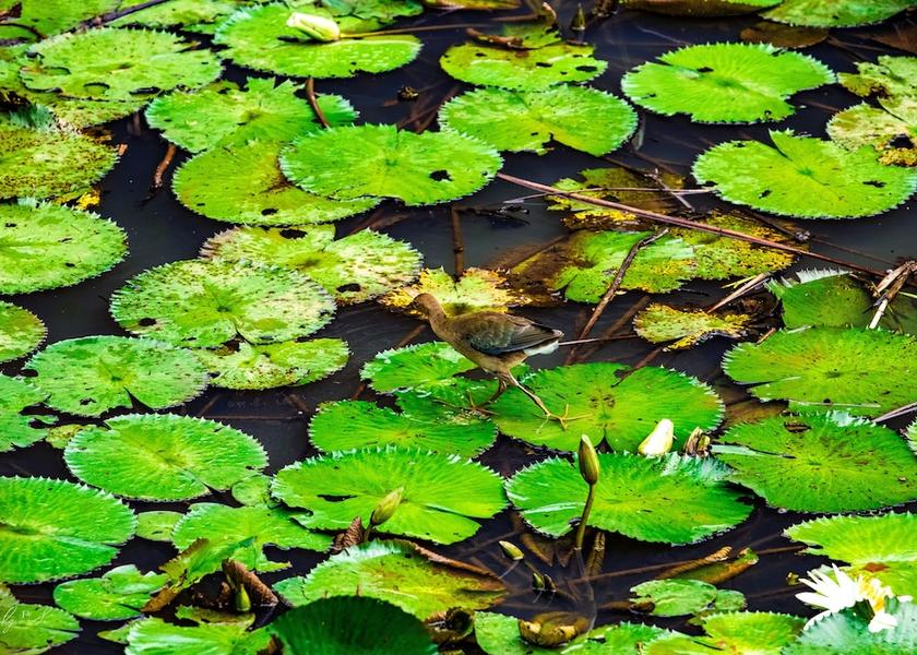 Puntarenas Turrubares Exterior Detail