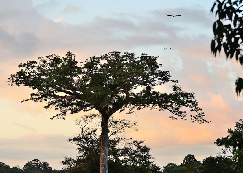 Puntarenas Province Puerto Jiménez Exterior Detail