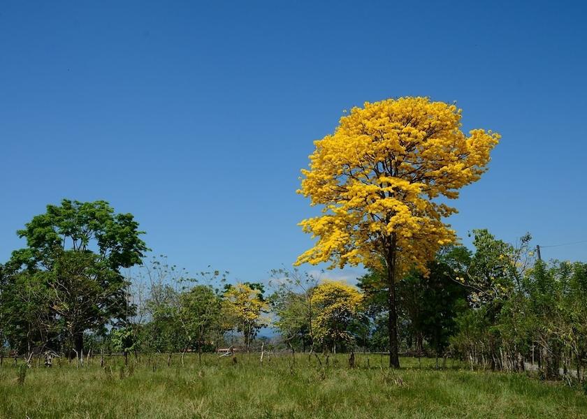 Puntarenas Province Puerto Jiménez Exterior Detail