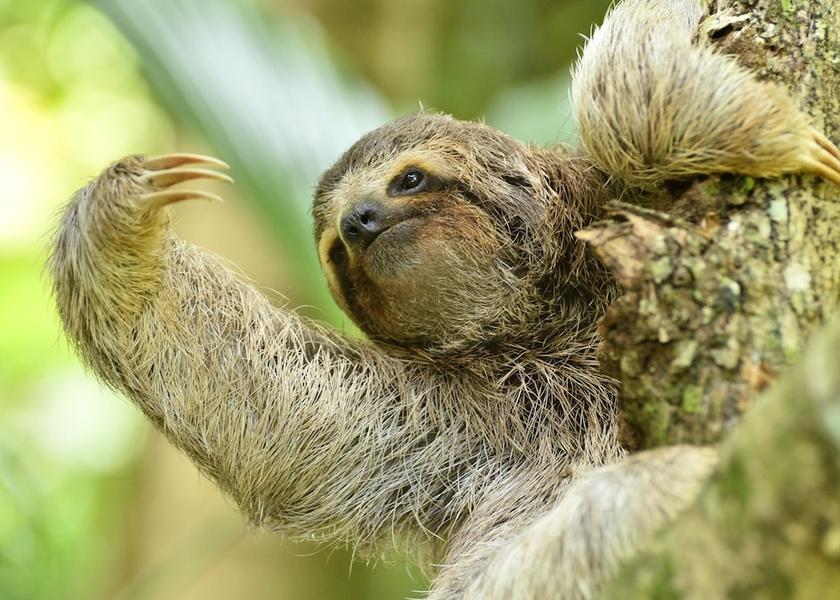 Puntarenas Province Puerto Jiménez Exterior Detail