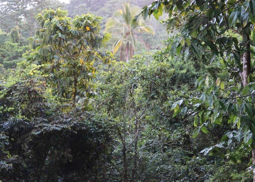 San Jose Ojochal View from Property