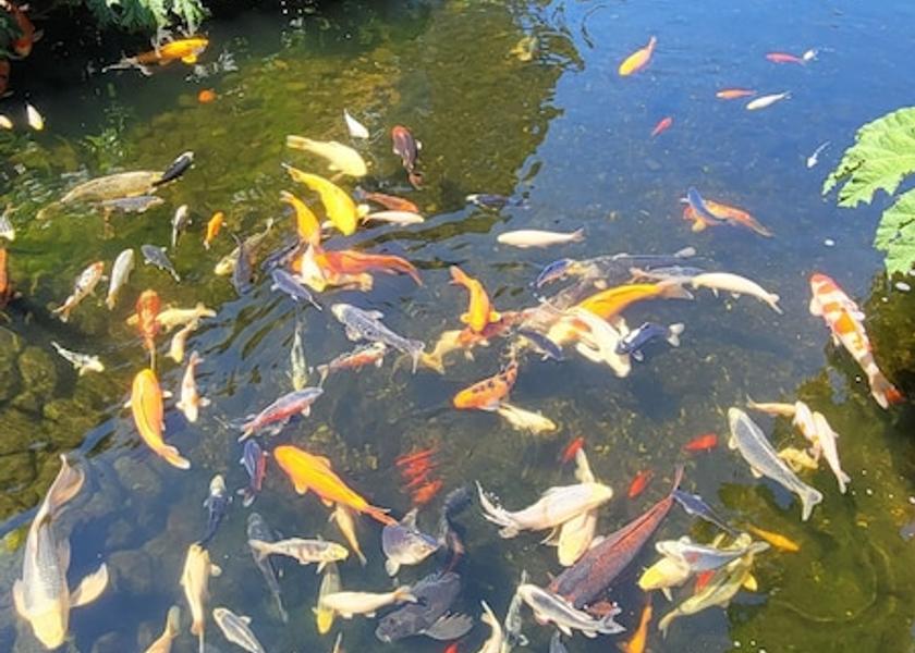 California Eureka Exterior Detail