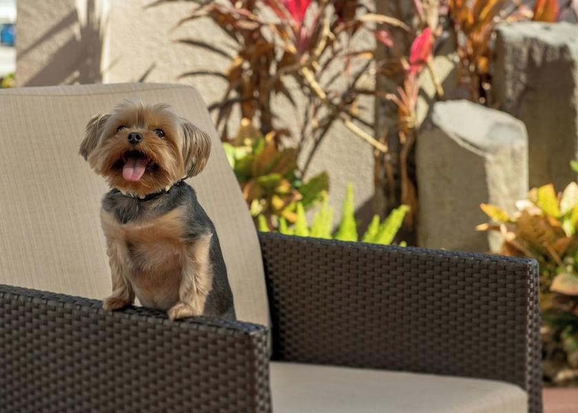 Florida Dania Beach Pet-Friendly