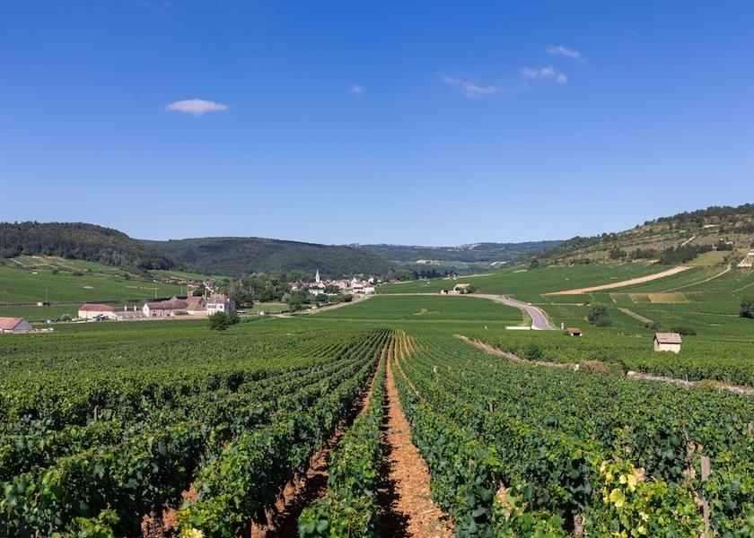 Bourgogne-Franche-Comte Meursault Vineyard View