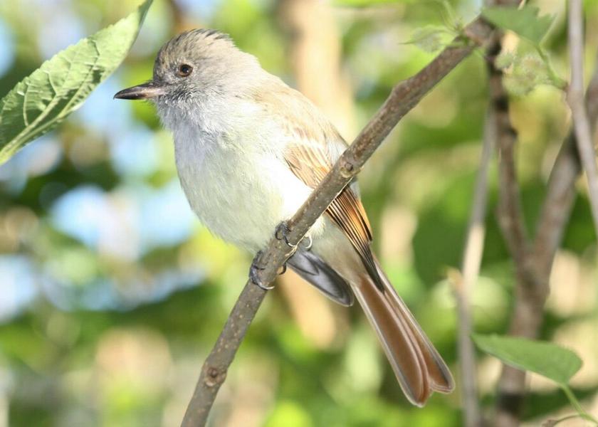 Saint Andrew Silver Hill Gap Property Grounds