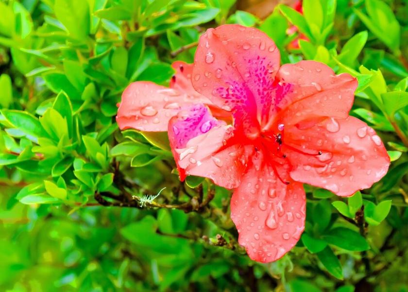 Saint Andrew Silver Hill Gap Property Grounds