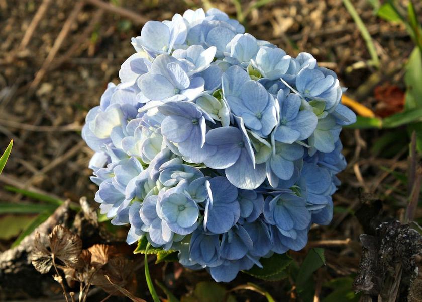 Saint Andrew Silver Hill Gap Property Grounds