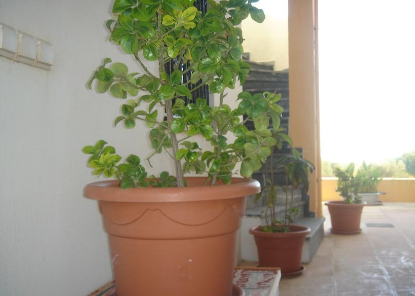 Crete Platanias Exterior Detail