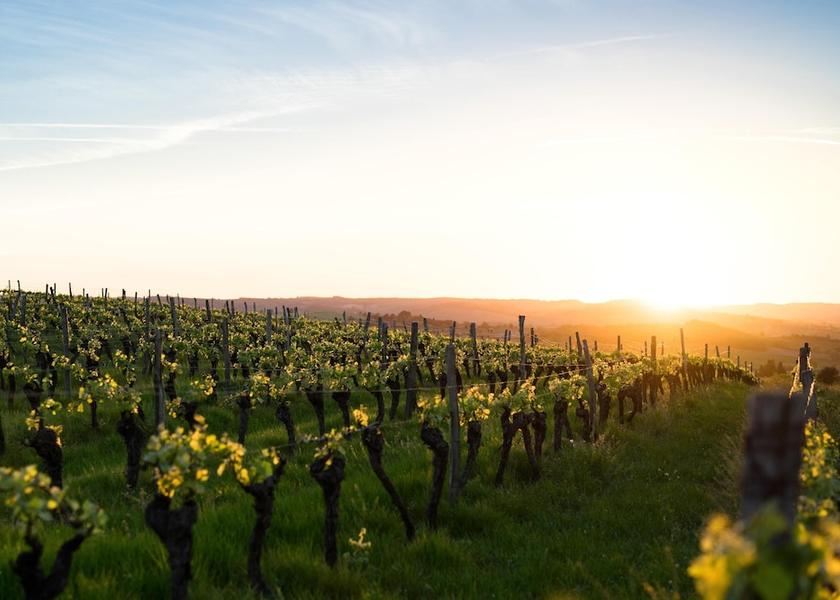 Grand Est Colmar Vineyard