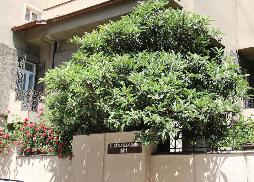 Mtskheta-Mtianeti Tbilisi Facade