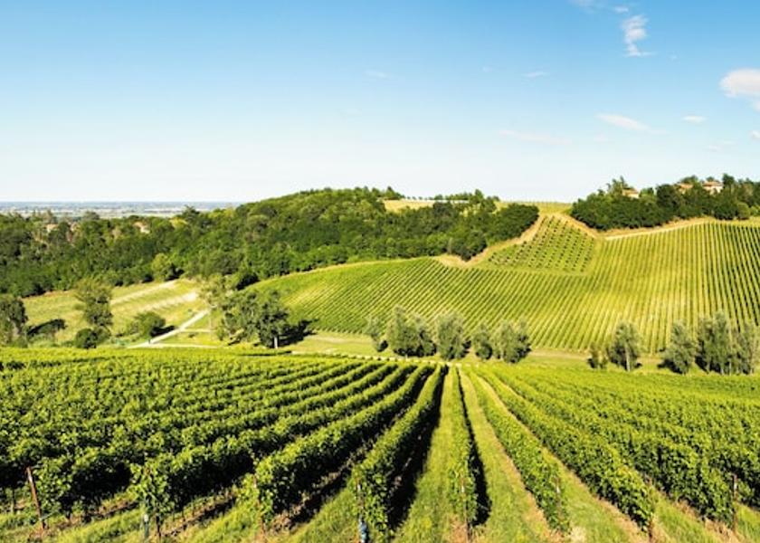 Emilia-Romagna Castel San Pietro Terme Vineyard