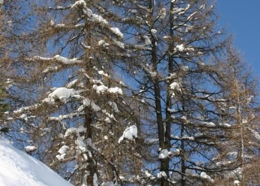 Auvergne-Rhone-Alpes La Plagne-Tarentaise Exterior Detail