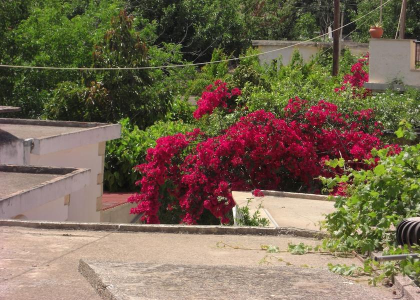 Crete Apokoronas Garden