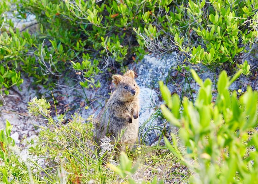 Western Australia Rottnest Island Exterior Detail