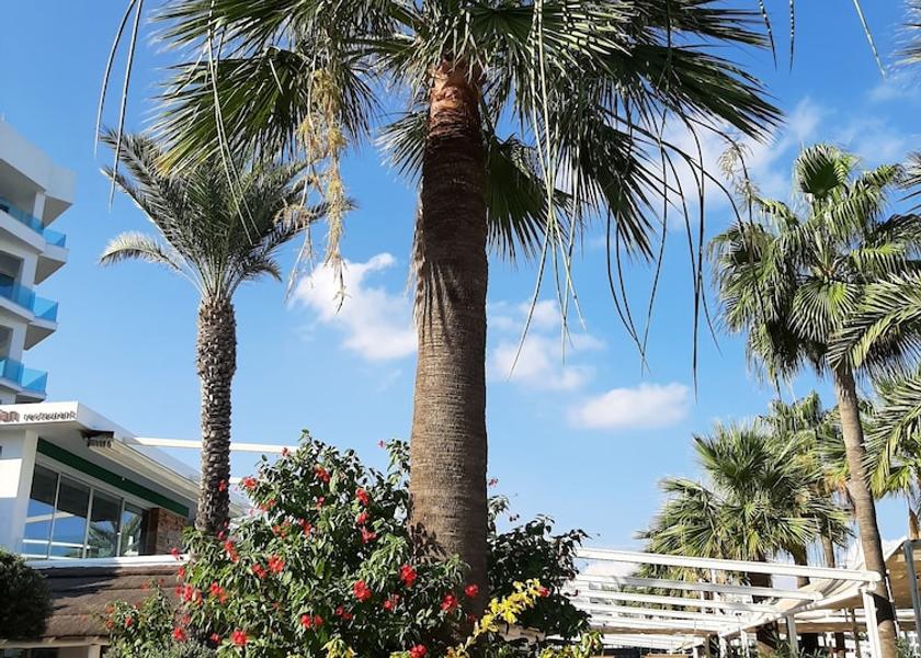 Larnaca District Paralimni Courtyard