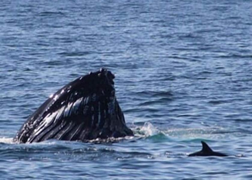 Kerry (county) Ventry View from Property
