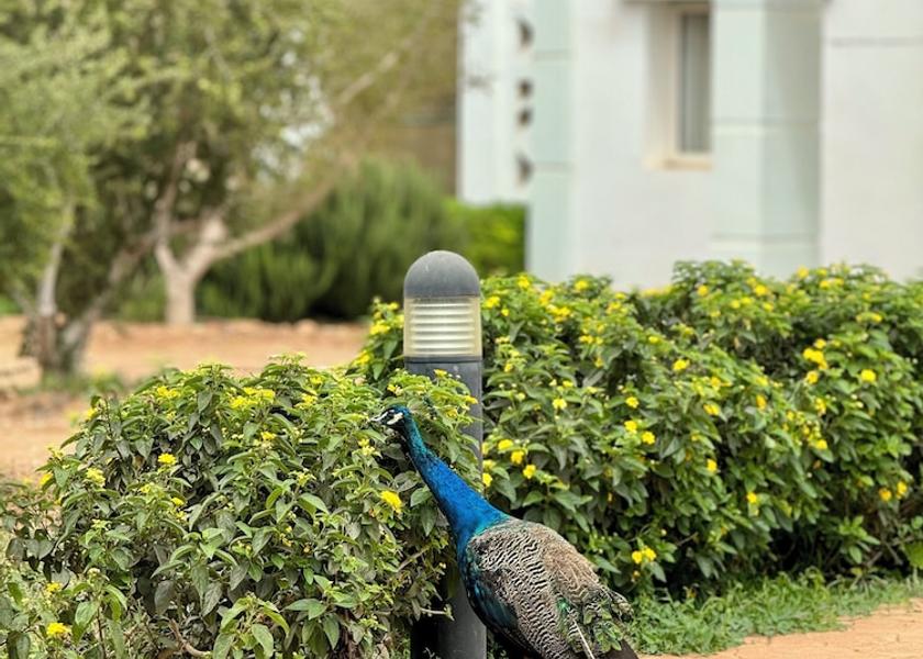  Agadir Exterior Detail