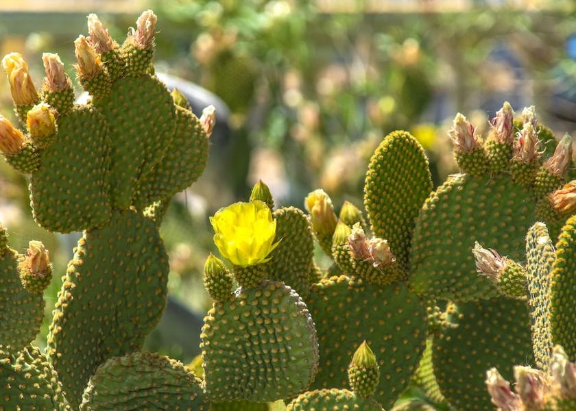 Attica Megara Exterior Detail