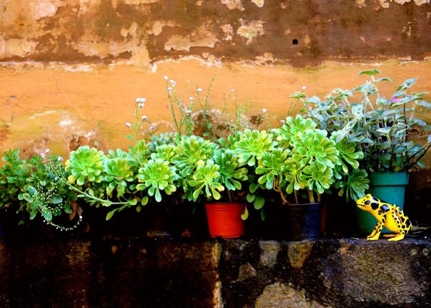 Michoacán Patzcuaro Garden