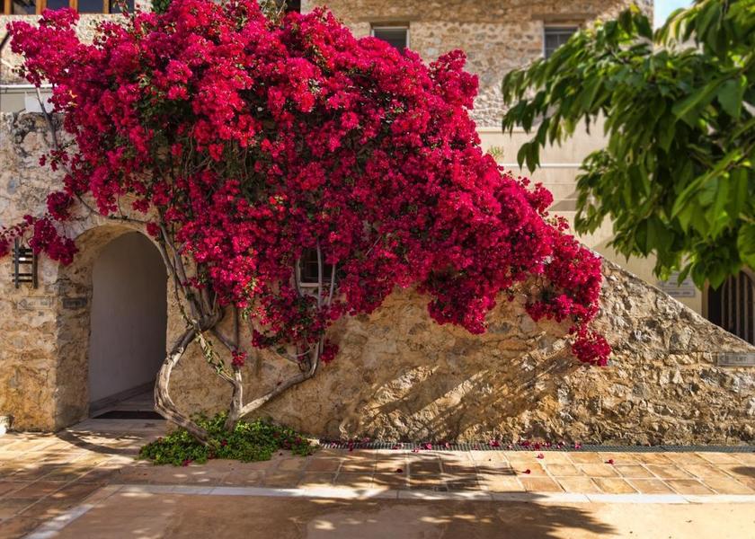 Thessaly Skiathos Garden