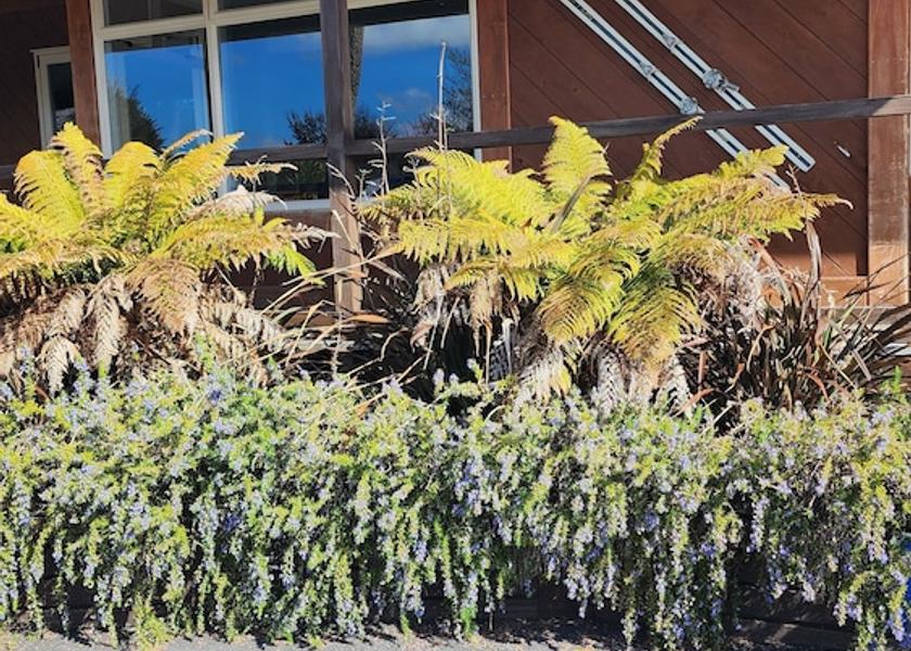 Manawatū-Whanganui National Park Exterior Detail