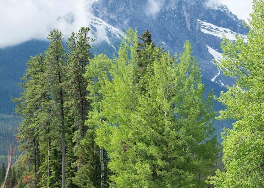 Alberta Canmore Hiking