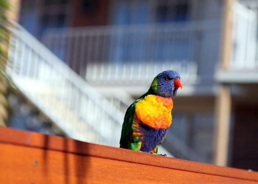 New South Wales Merimbula View from Property