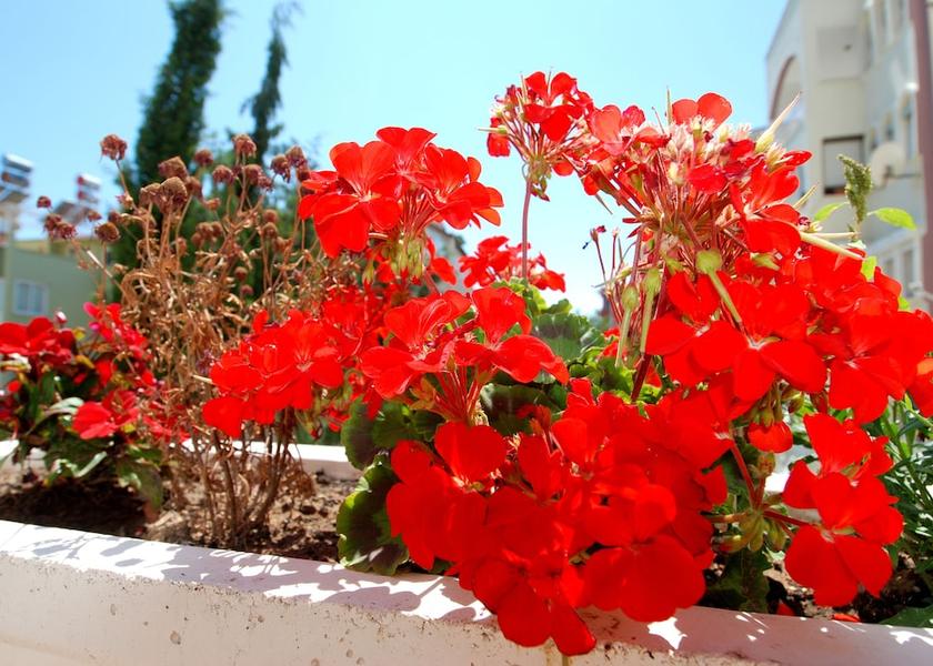  Antalya Garden