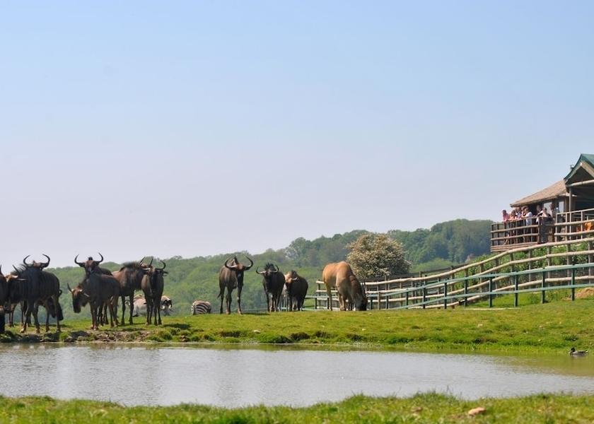 England Hythe Safari and game