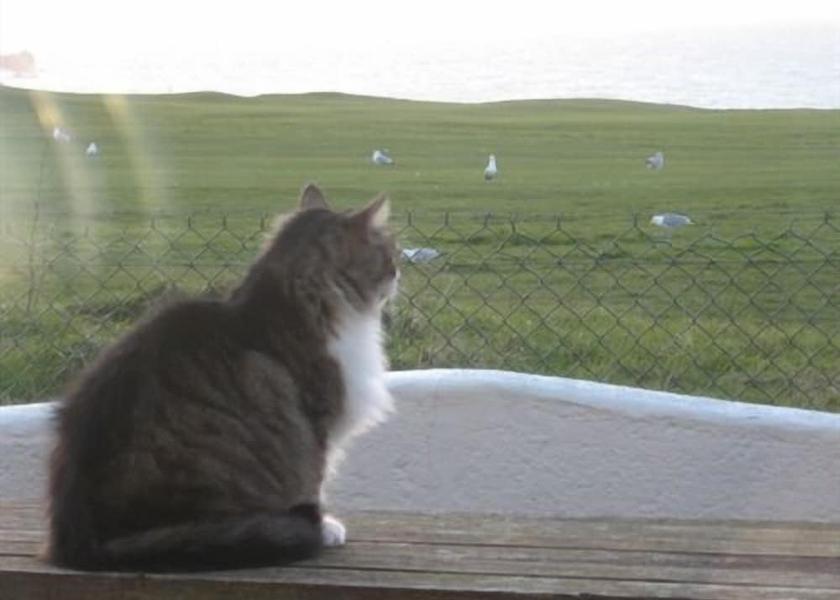 England Newquay View from Property