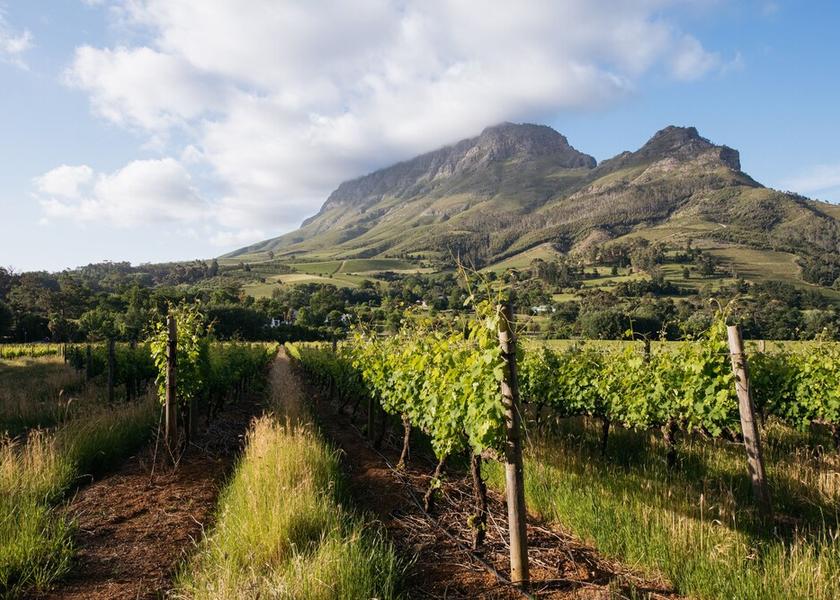 Western Cape Stellenbosch Winery