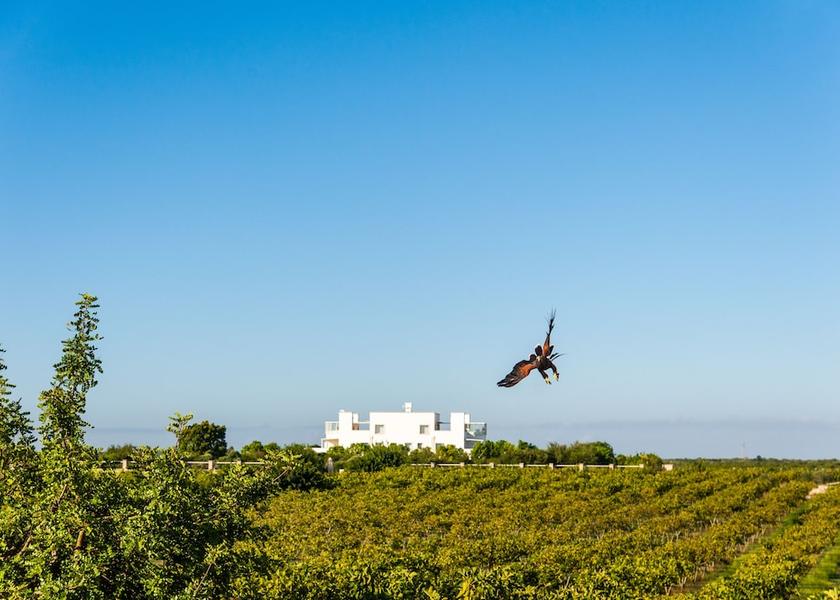 Puglia Carpignano Salentino View from Property