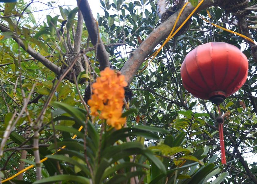 Quang Nam Hoi An Exterior Detail
