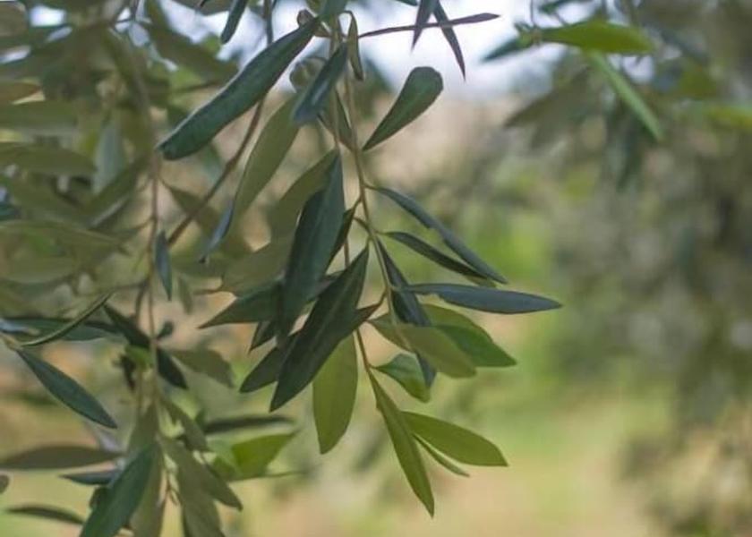  Zurrieq Exterior Detail