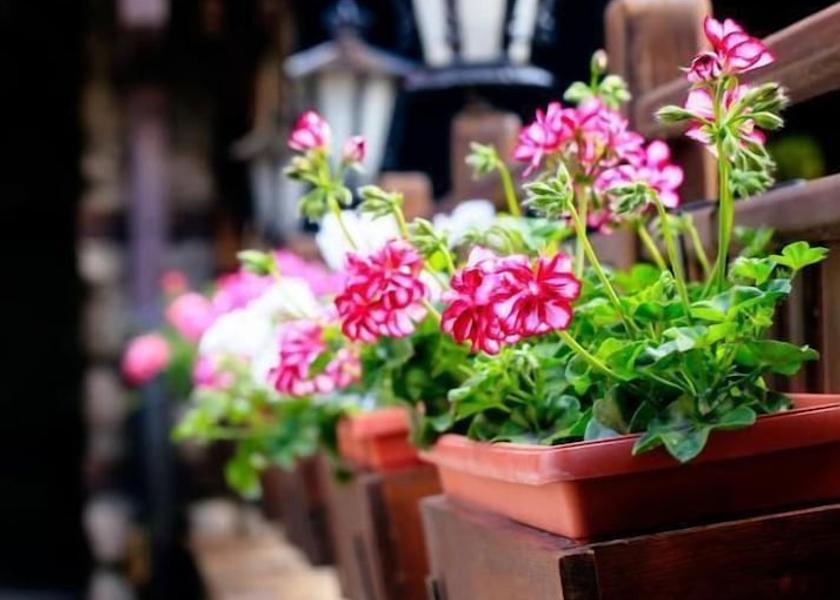 Blagoevgrad Province Bansko Garden