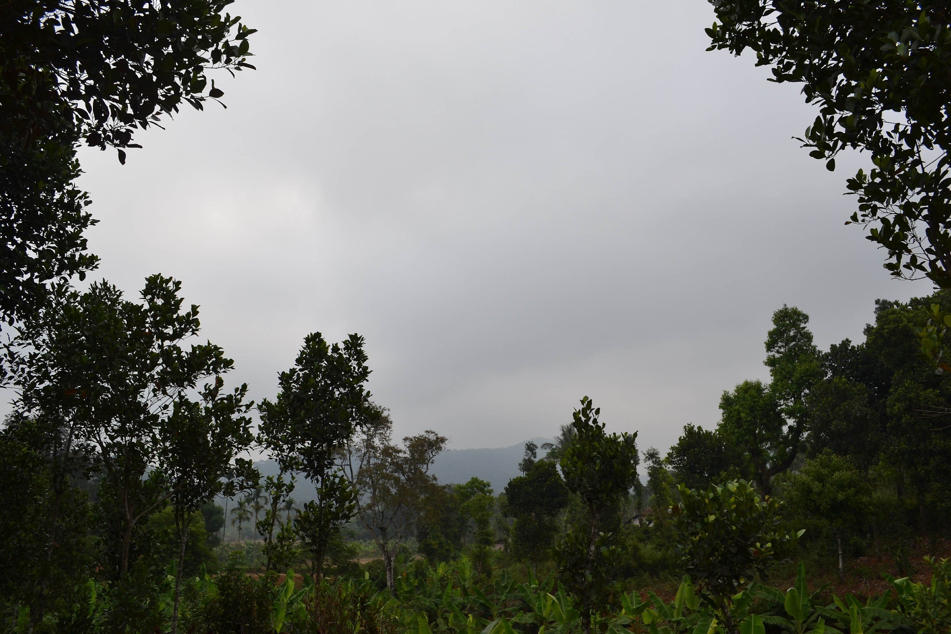 Karnataka Coorg Hotel View