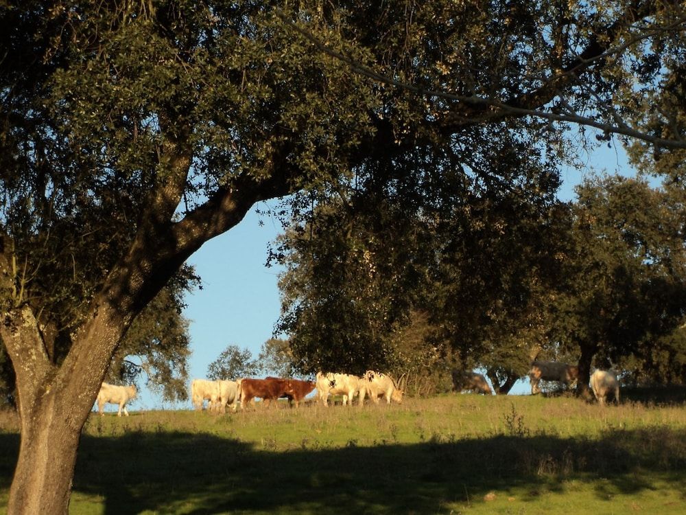 Alentejo Montemor-o-Novo Exterior Detail